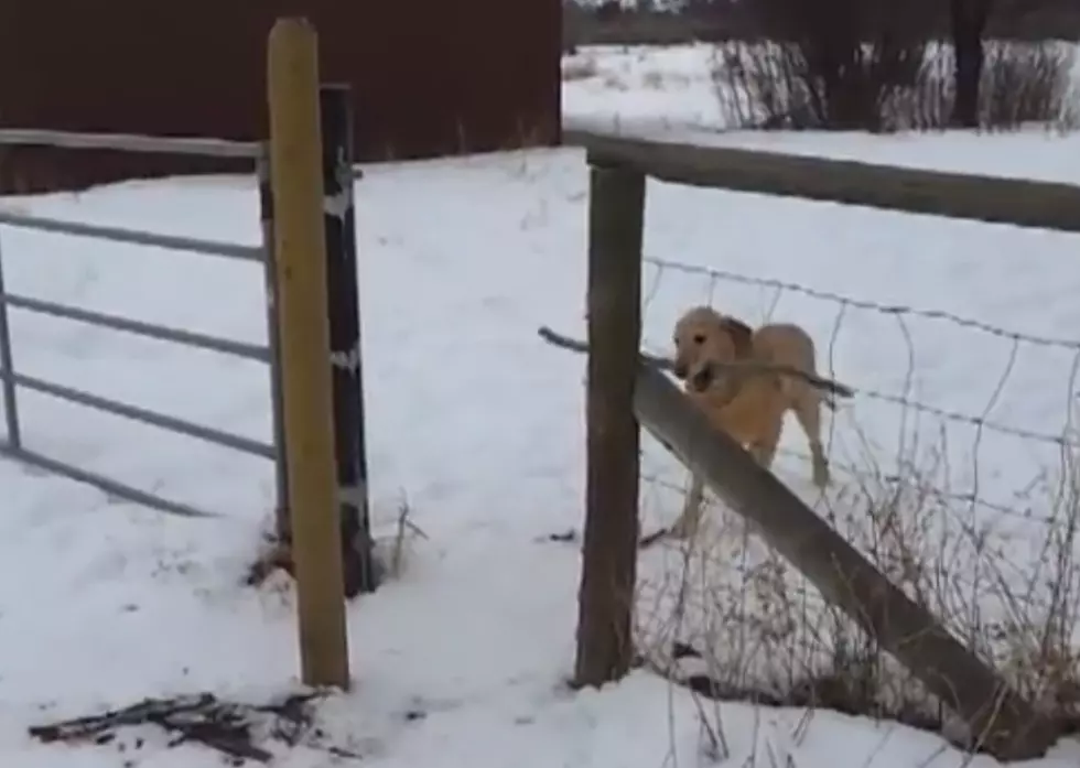 Dog With 5 Foot Stick Vs 3 Foot Opening [Video]