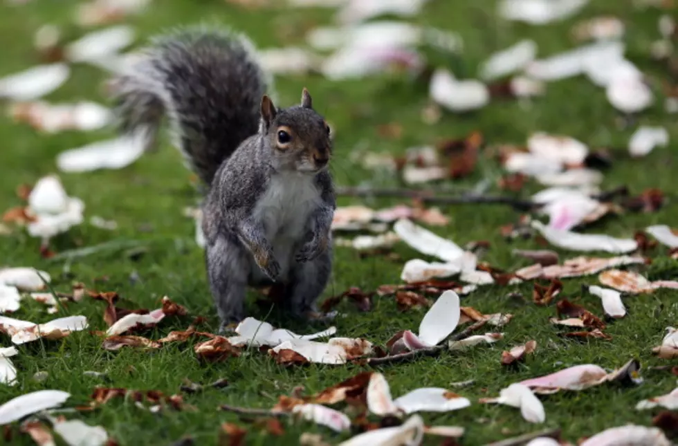 Squirrel to Blame for Power Outage This Morning in Bozeman?