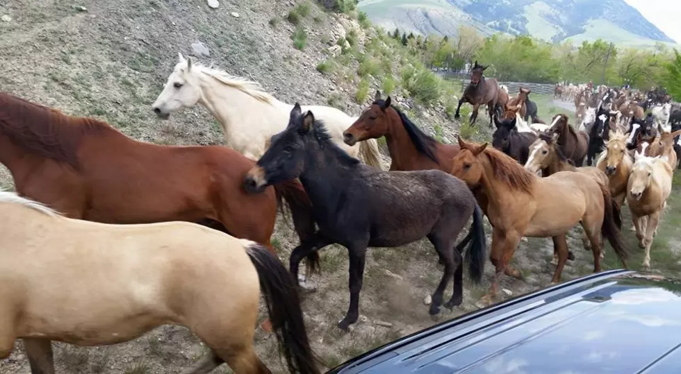 Hell&#8217;s A-Roarin&#8217; Horse Drive 2016 [Video]