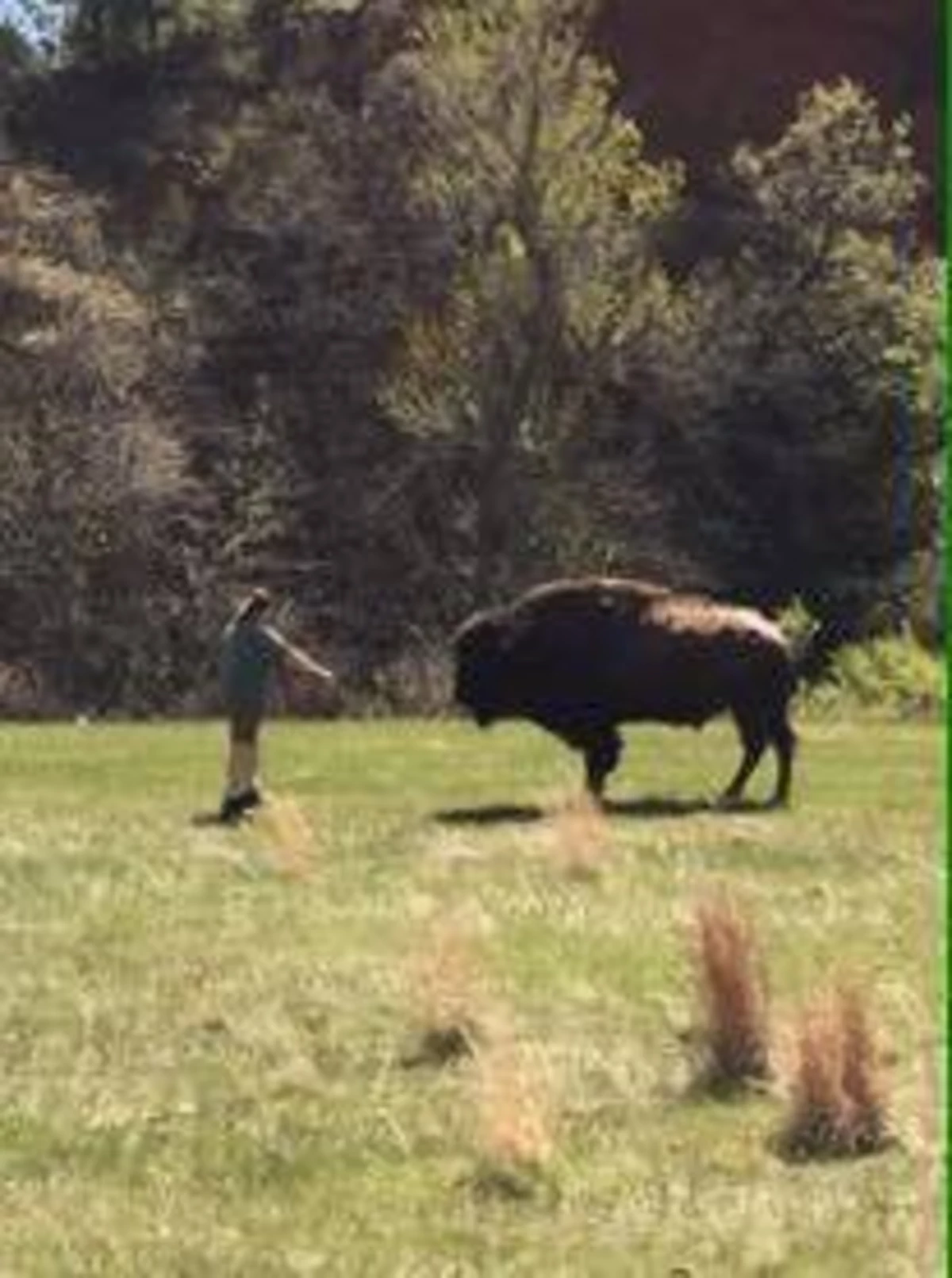 Bison Gores Woman South Dakota Park; Park Warns Against Petting Animals
