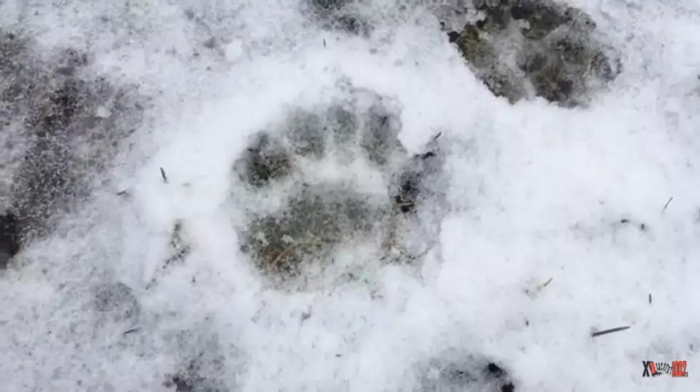 picture Bear Tracks Running In Snow jesse tracks a black bear watch