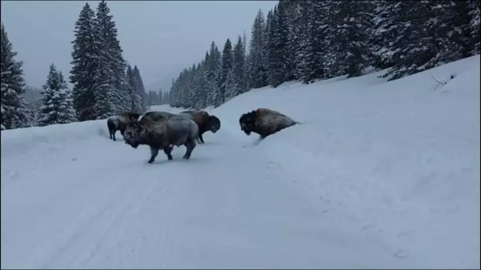 Montana Bison March Through the Snow [WATCH]
