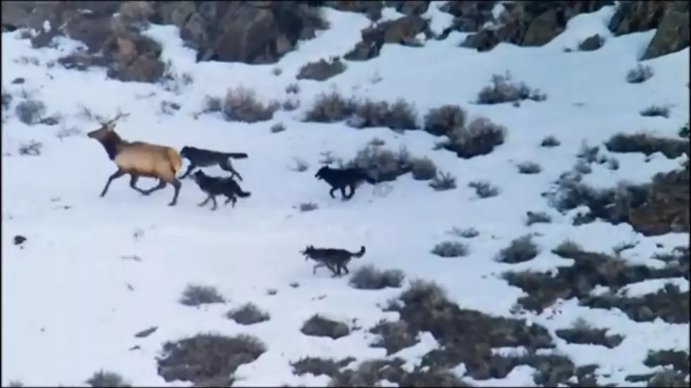 Wolves Chase Bull Elk in Yellowstone [WATCH]