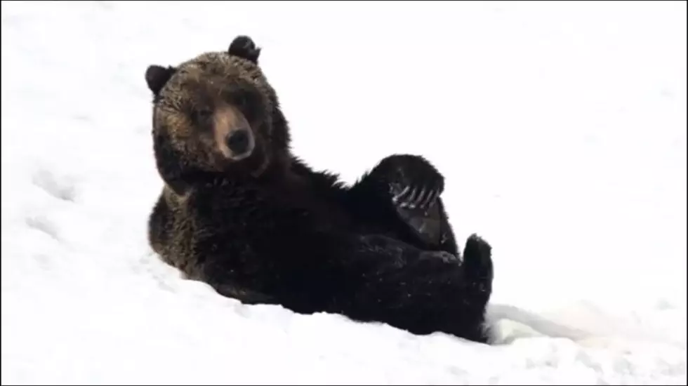 Grizzly Bear Plays in Snow in Yellowstone [WATCH]