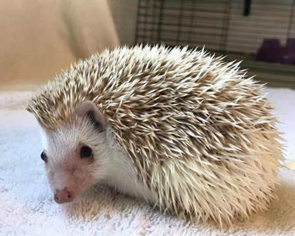 There are Hedgehog Babies For Sale on Craigslist in Bozeman