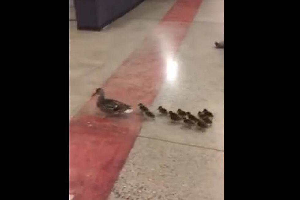 Family of Ducks Get Escort Through Bozeman High School [WATCH]