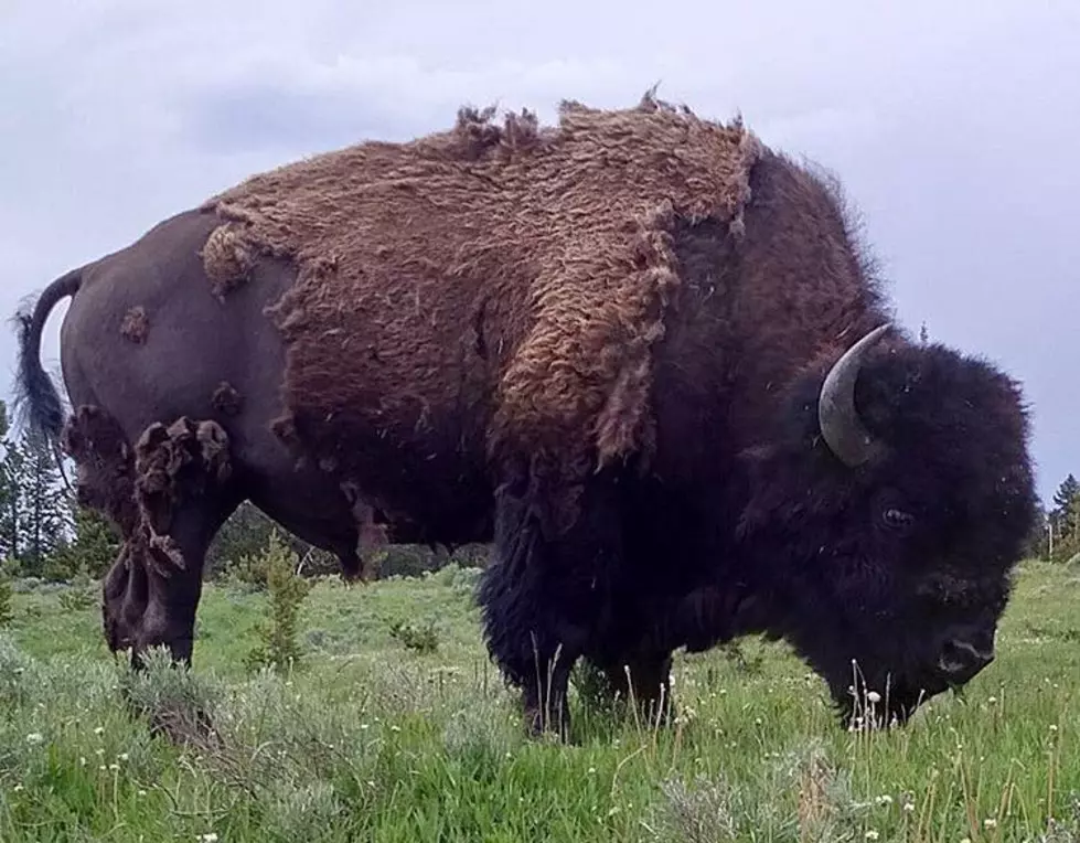 Two Visitors Injured by Bison in Yellowstone