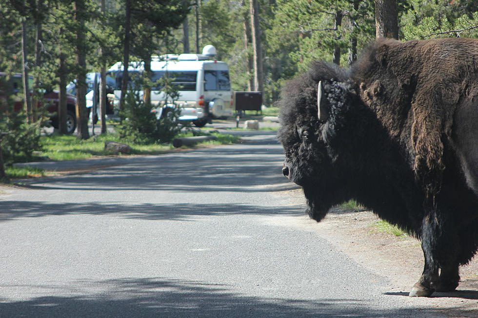 Woman Gored By Bison in Yellowstone National Park