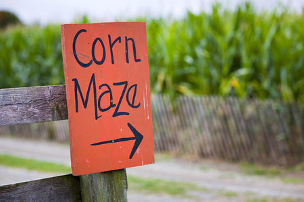Get Lost in the Montana Corn Maze