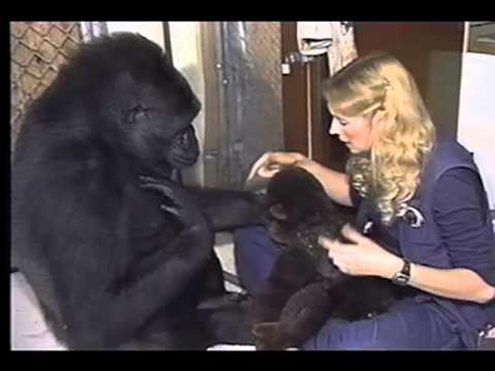 Koko The Gorilla Has Passed Away In Her Sleep At Age 46