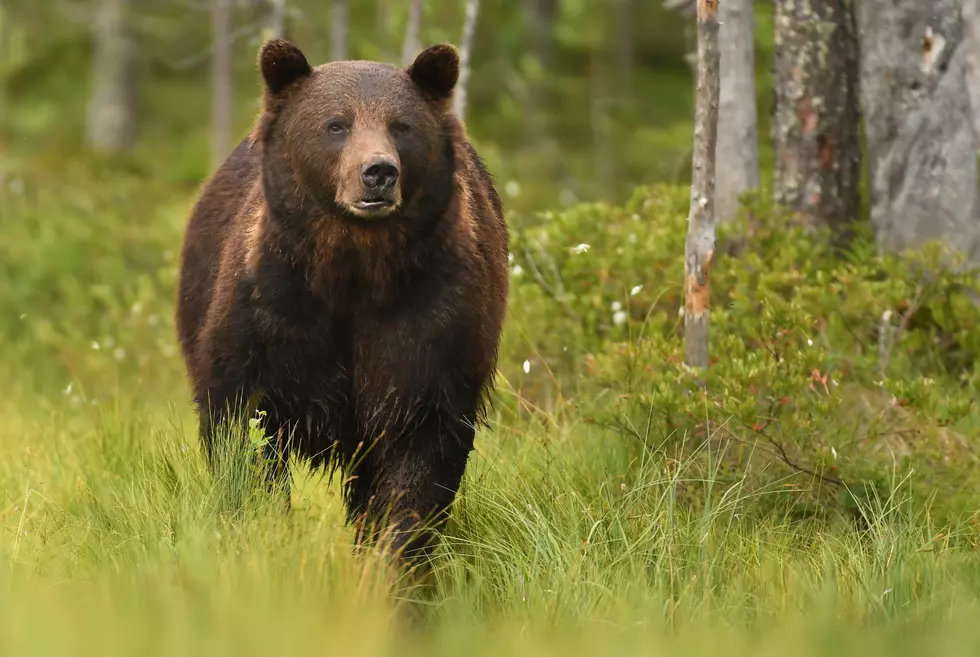 Bear Attacks Teen Near Ennis