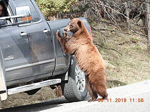Do This If a Bear Approaches Your Car in YNP
