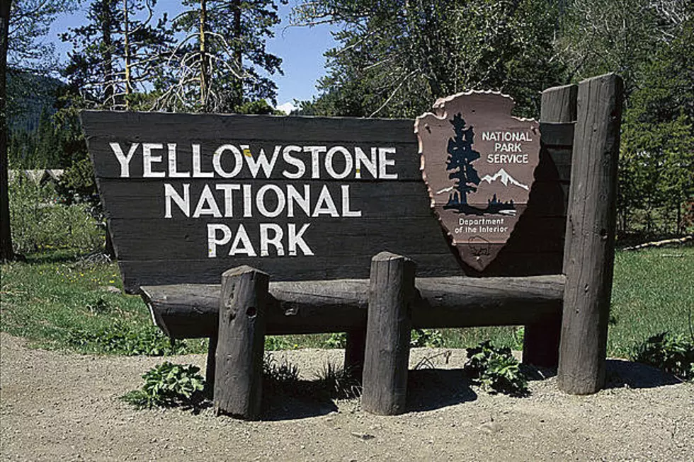 Attendance Figures Steady in Yellowstone National Park This Year