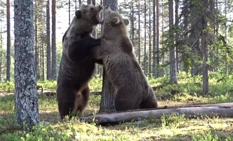 Watch Two Grizzlies Try to Kill Each Other