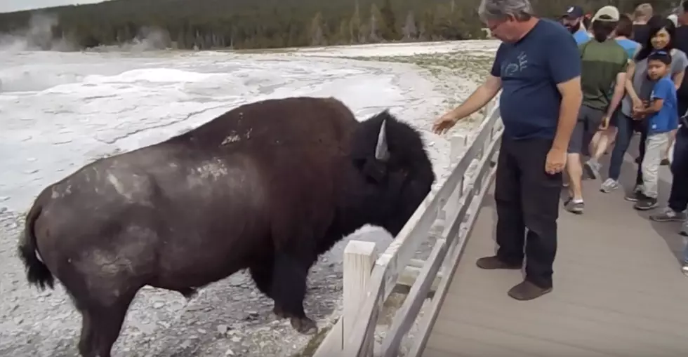 Watch: Tourist Pets Bison in Yellowstone National Park