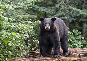 Black Bear Killed After Plundering Camp