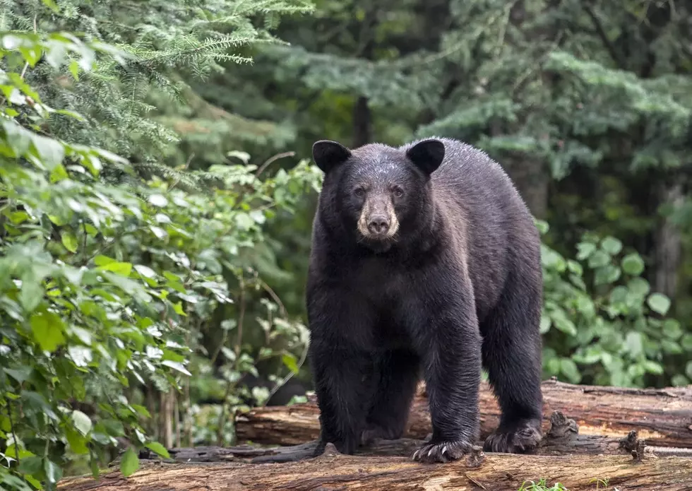 Big Sky Black Bear Euthanized