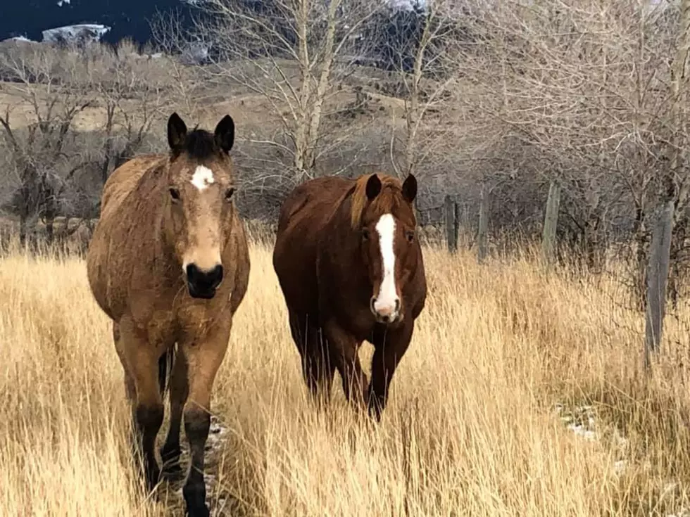 Loose Horses Wrangled in Park County