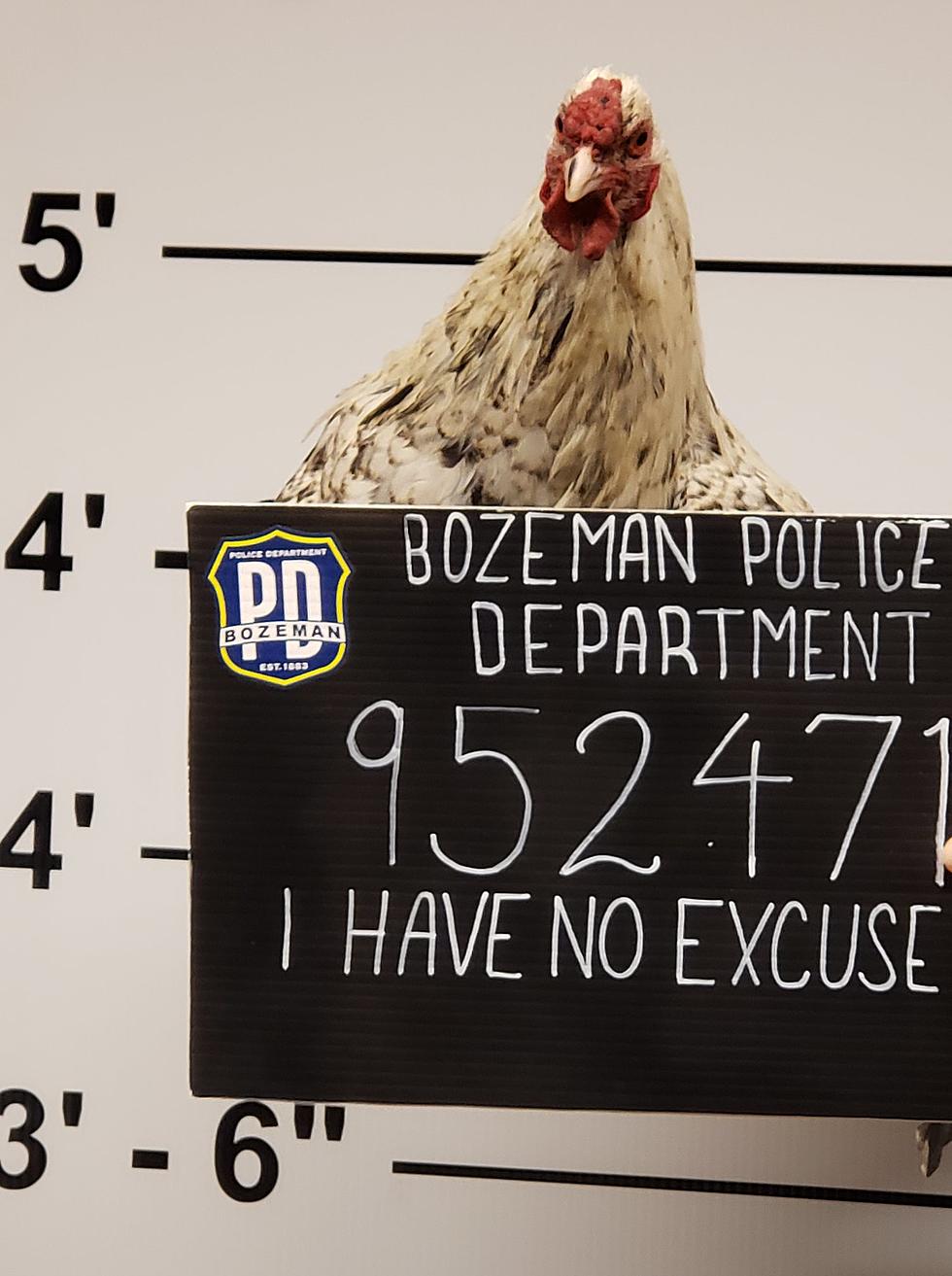 Fowl Situation Handled by Bozeman Police