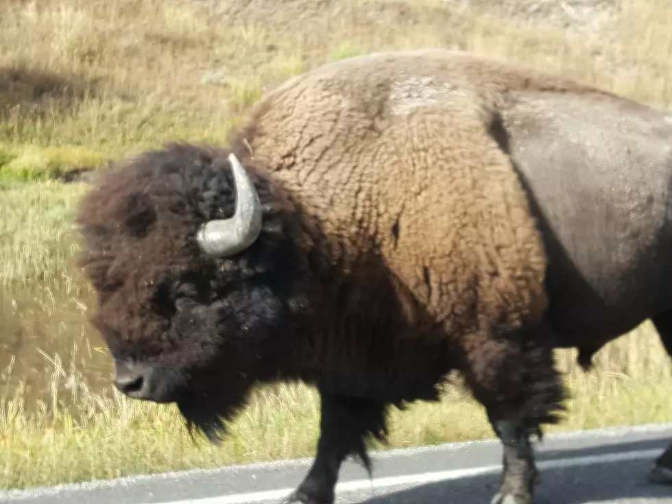 Yellowstone Announces Phased Opening