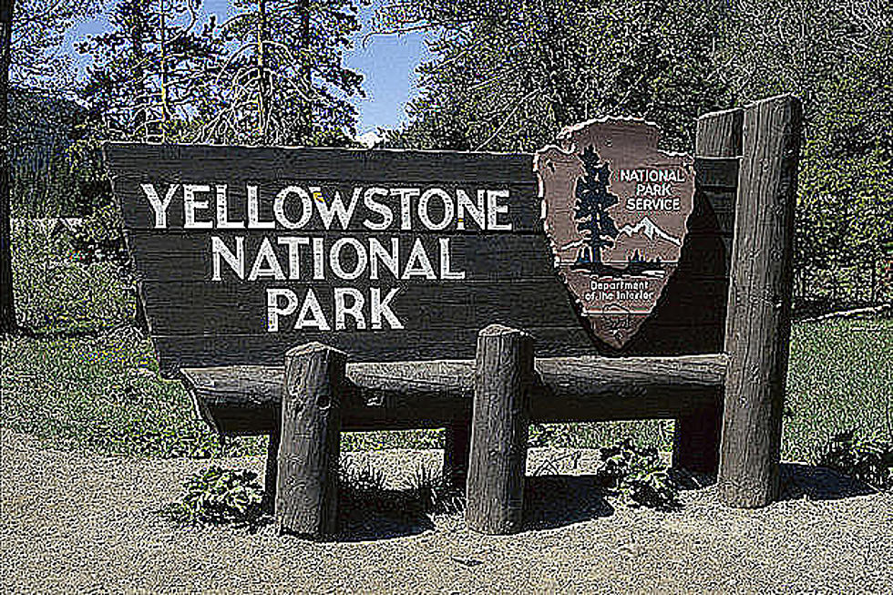 Wyoming Entrances to Yellowstone Busy After Reopening