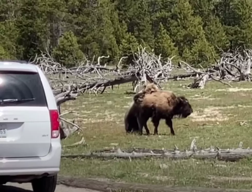Bear vs Nature on Display in Yellowstone