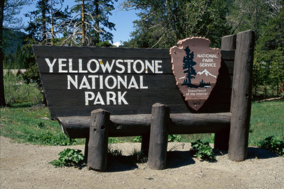 Hiker Encounters Mama Grizzly Near Old Faithful