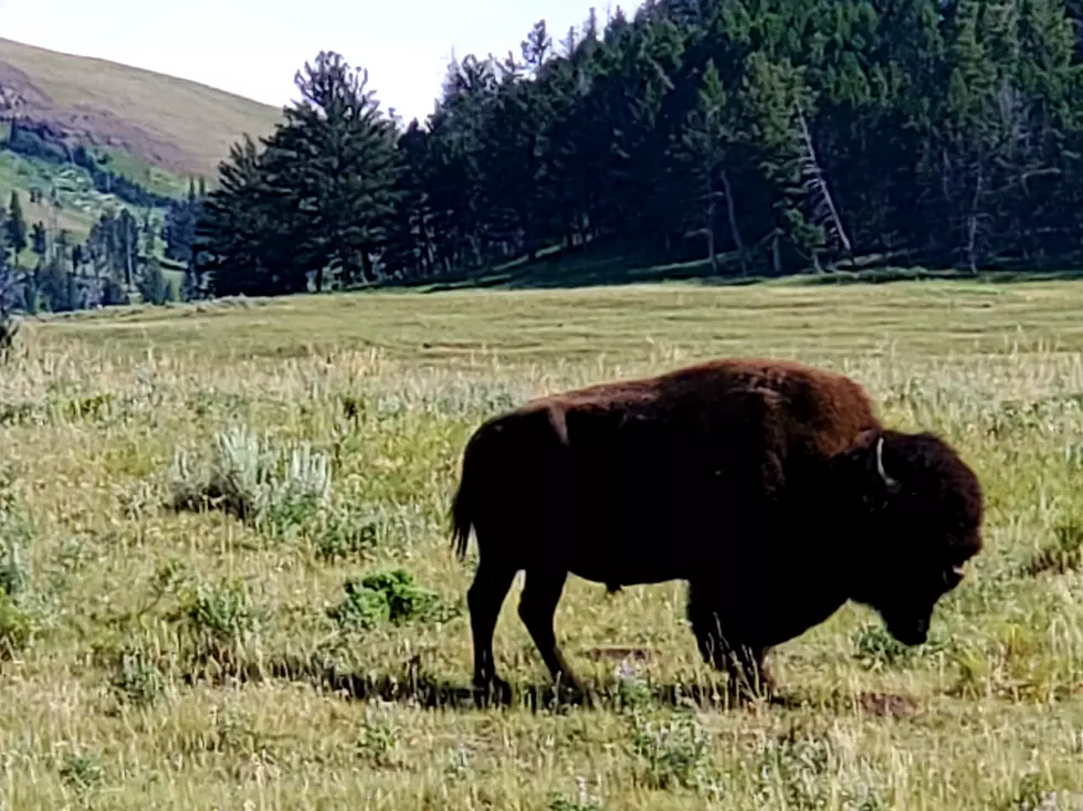 Watch Montana Woman Play Dead to Protect Against Charging Bison