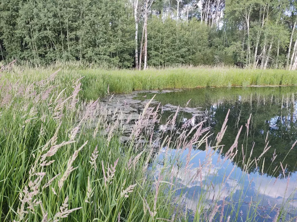 Harmful Algal Blooms Reported in Hyalite Reservoir