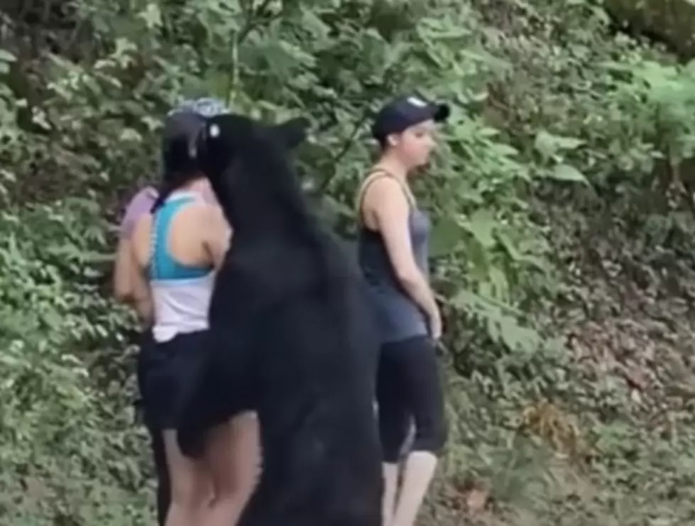 Curious Bear Sniffs and Grabs Stunned Hiker