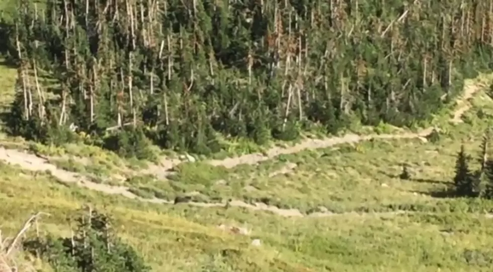 Video: Scared Hikers Run From Grizzly