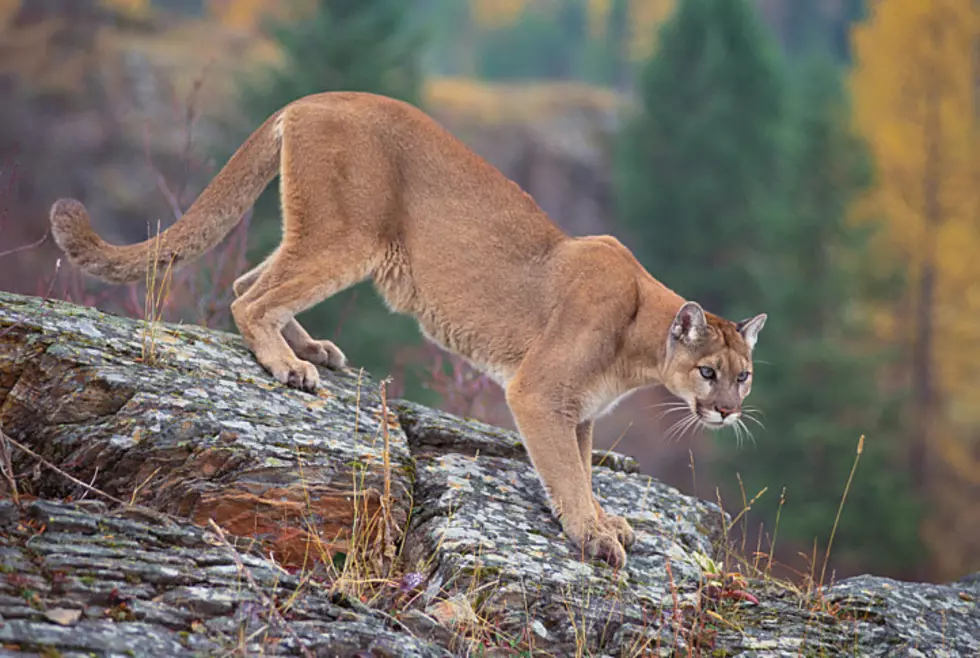 Watch Runner Surprised by Mountain Lion