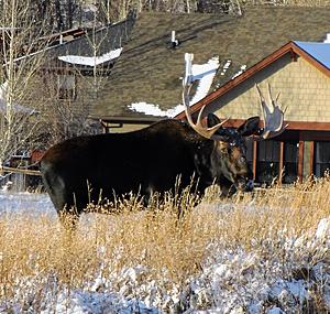Moose on The Loose in Bozeman