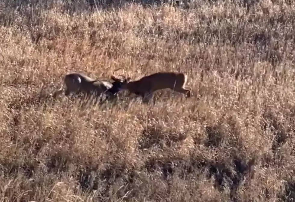 Brawling Bucks Caught on Video