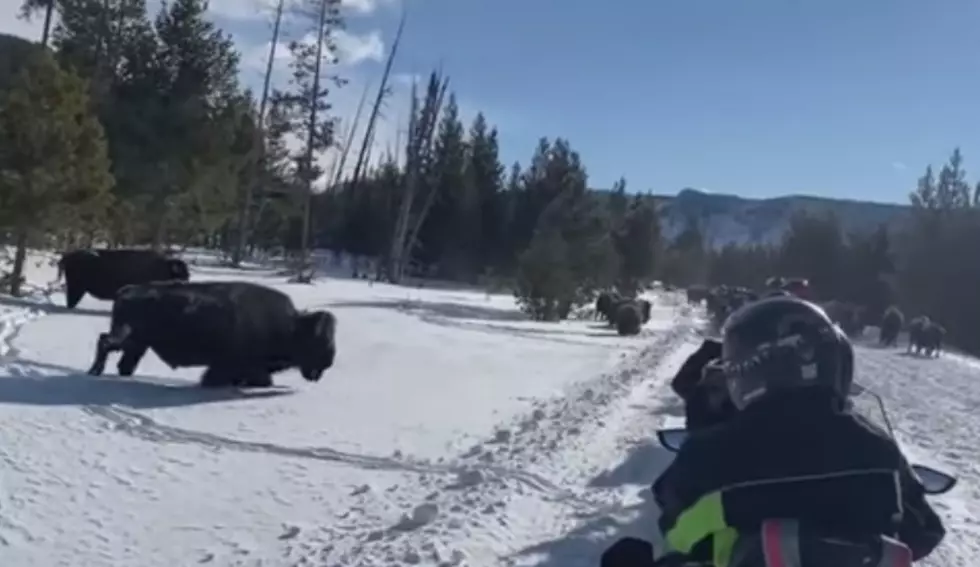 Snowmobilers Rile Up Bison in Yellowstone National Park