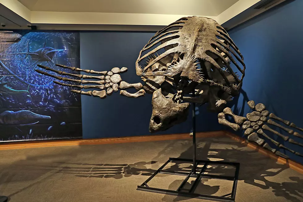 New MOR Exhibit Features Ancient Sea Monsters