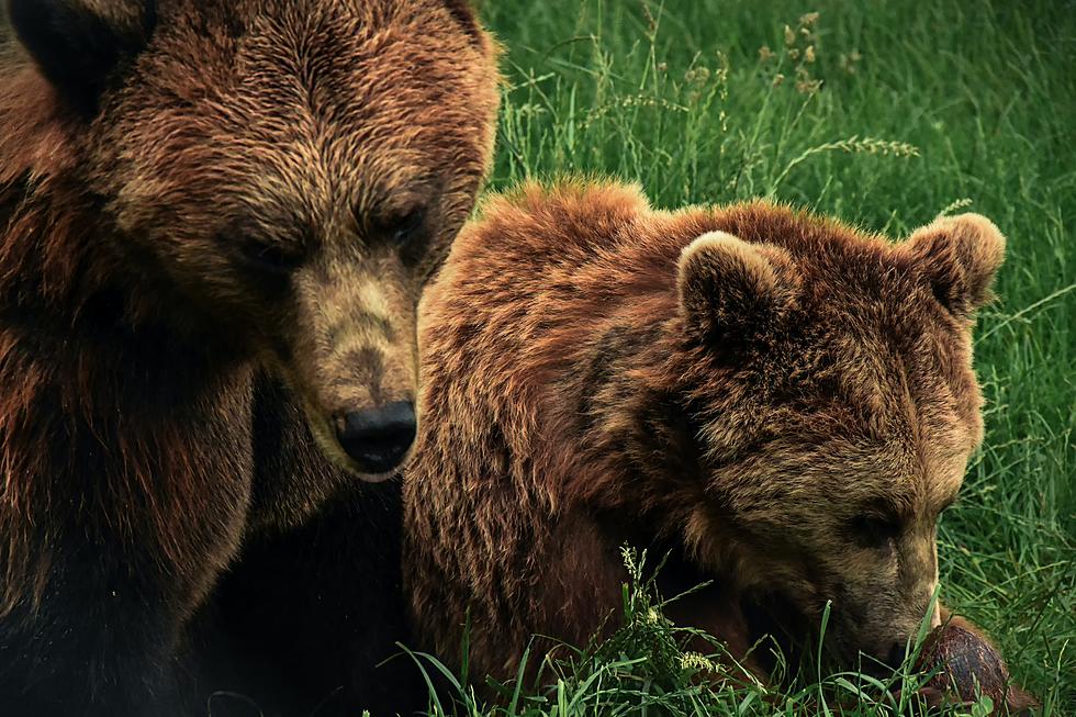 2021 Fatal Bear Attacks In Montana and The Rest Of North America