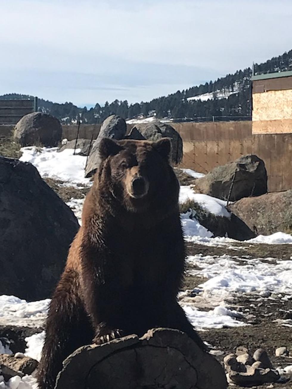 Montana Grizzly Encounter Outside of Bozeman Is One of a Kind