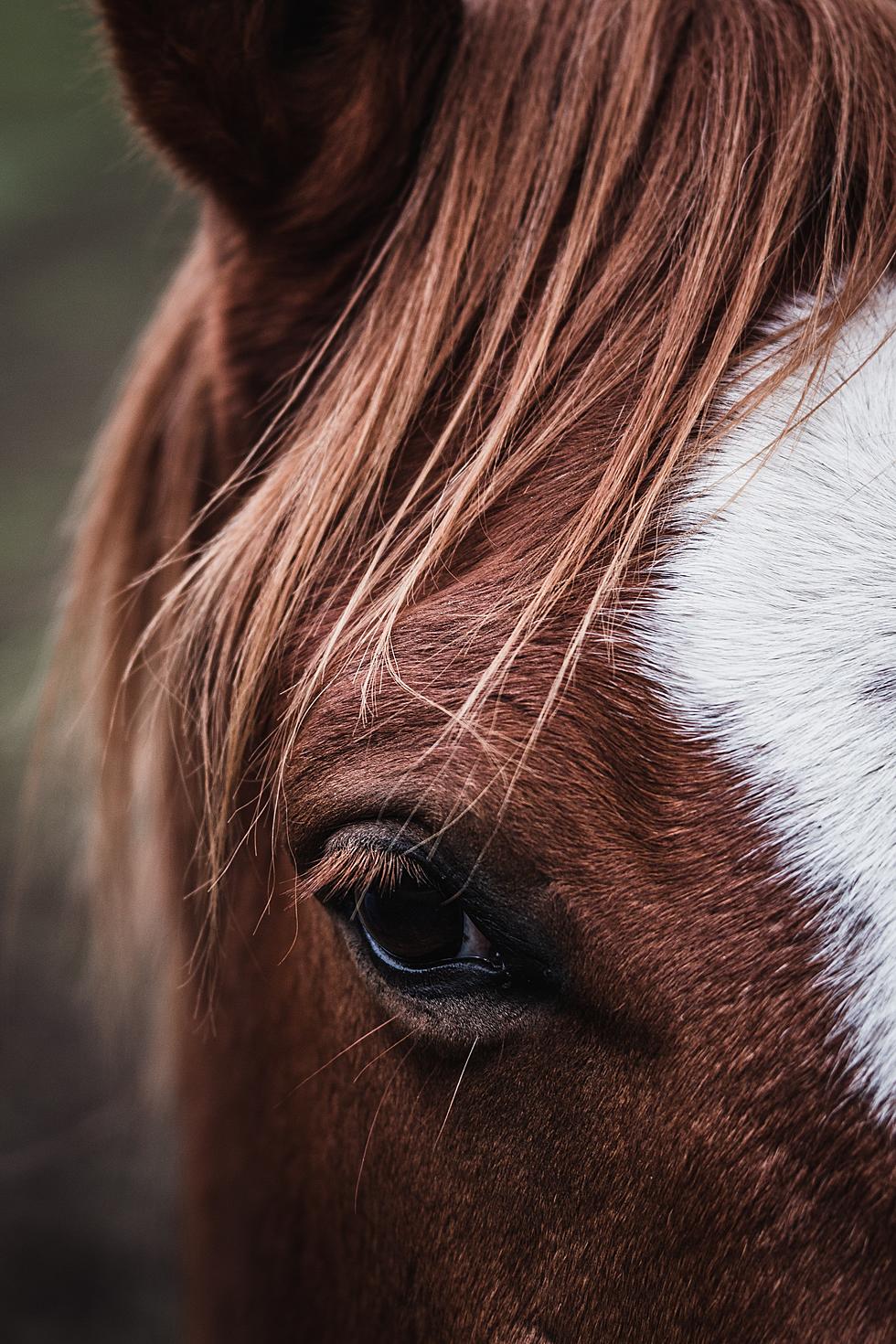 Animal Cruelty in Montana Town Is Much Worse Than Predicted.