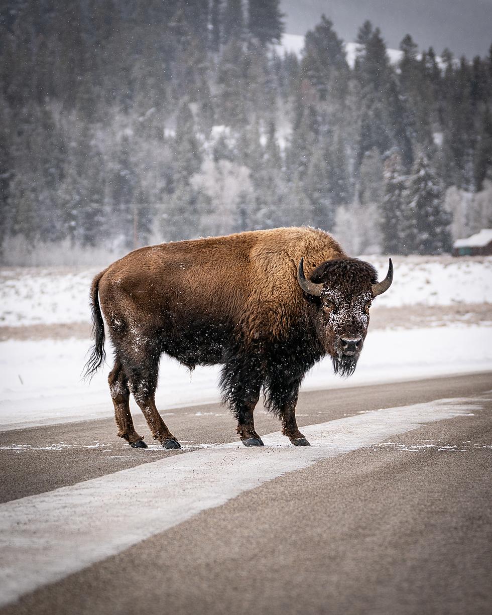[Video] Watch These Beautiful Montana Bison Get Up Close And Pers