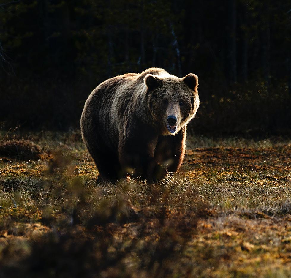Montana Based Photographer Snags This Stunning Bear Video