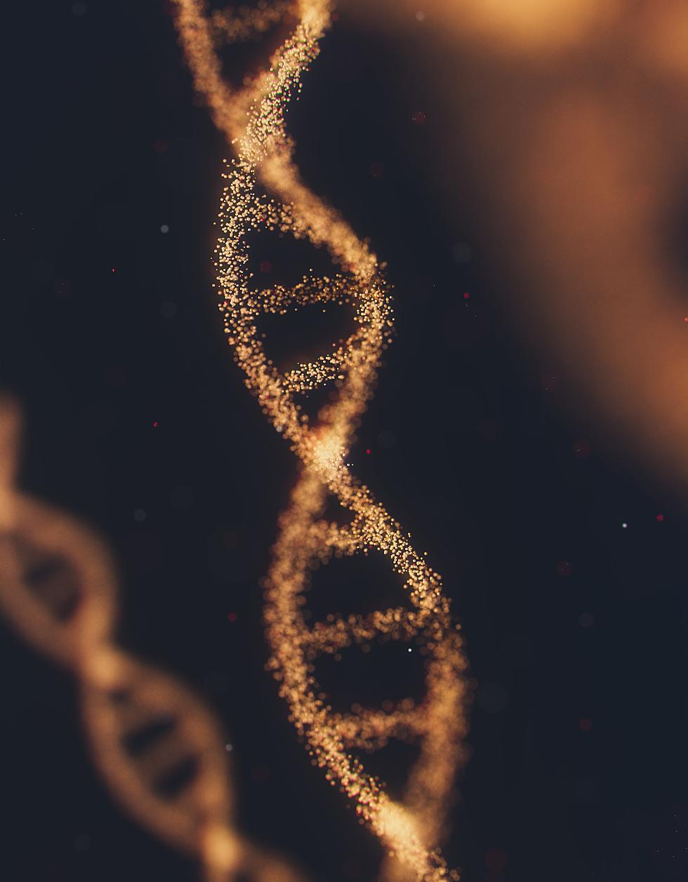 So Just What Makes Montana, Montana? Let&#8217;s Take A Look At Our DNA