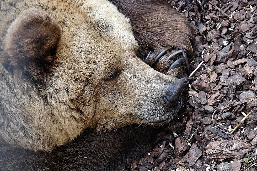 Bears Are Out In Montana. Watch This Big Momma Protect Her Cubs.