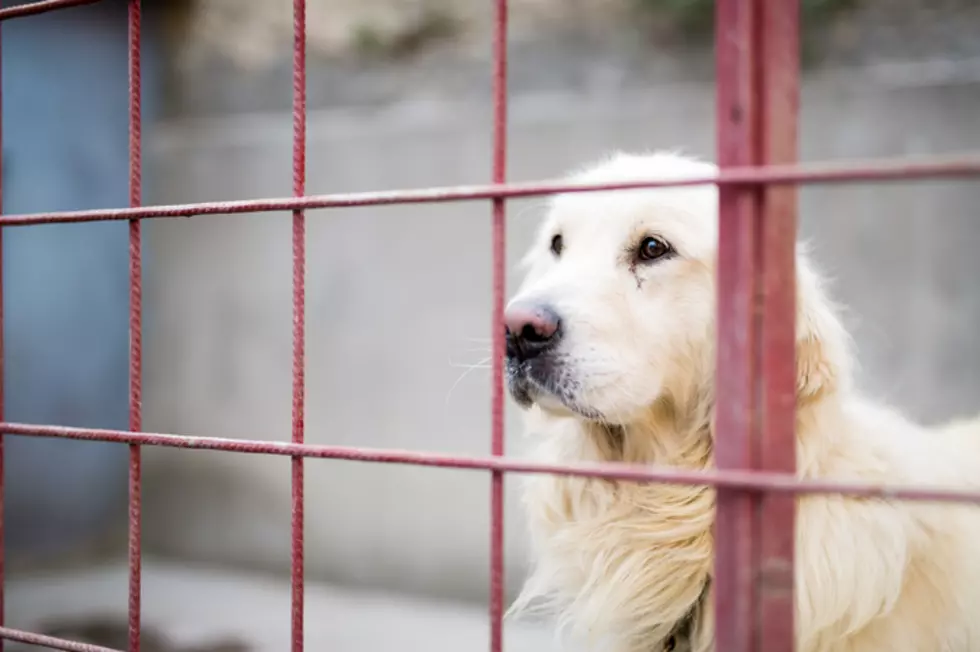 White retriever in cage