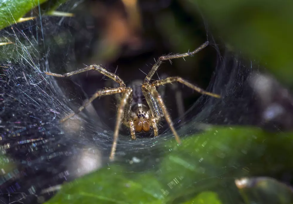 Wolf spiders are members of the family Lycosidae in web