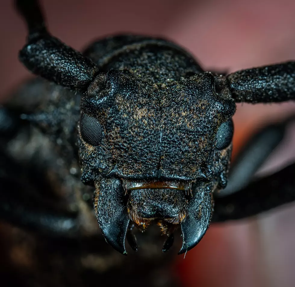 Montanans Struggle To Deal With This Creepy Insect. Do You?