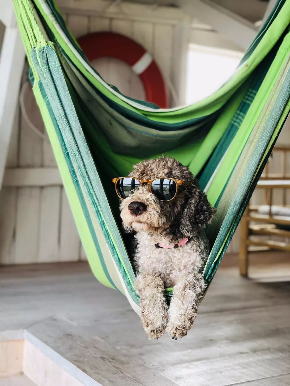 Is Your Dog The Coolest In Montana? You Can Prove It