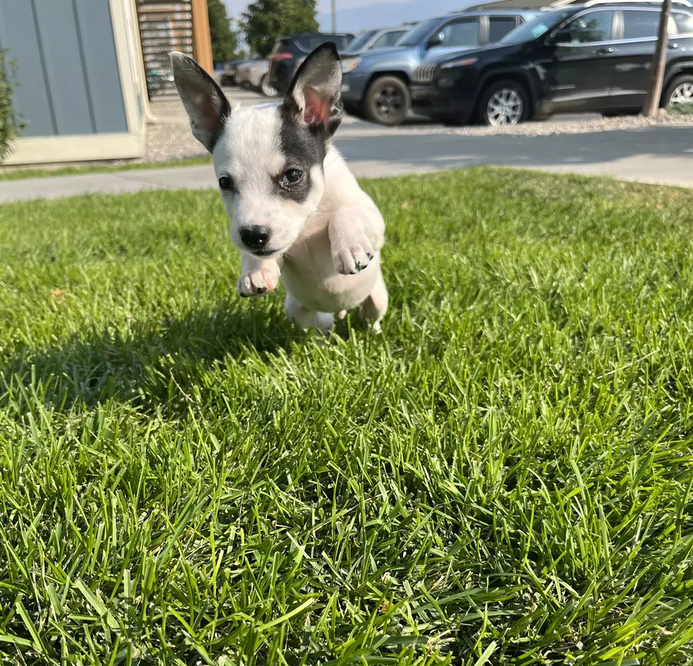 Abandoned Montana Puppy Finds Happy Ending With Forever Home