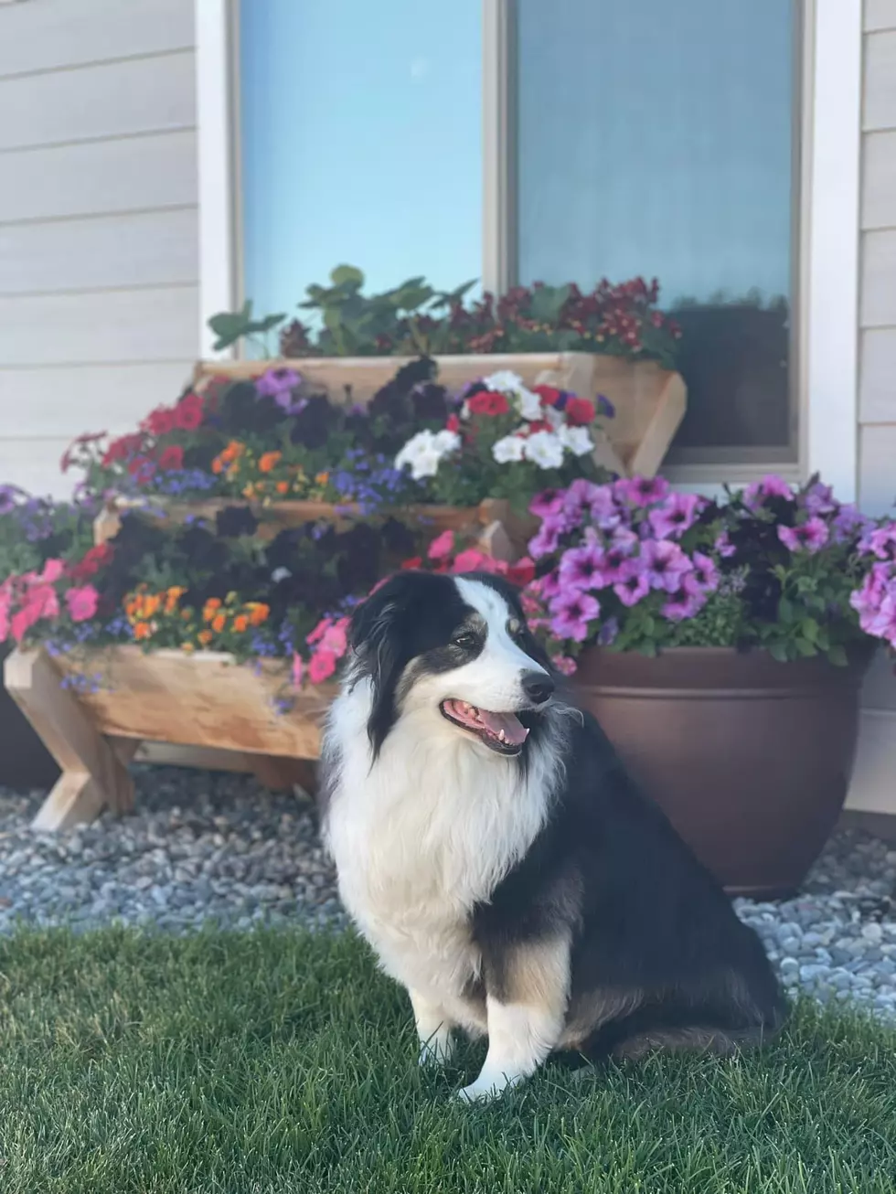 This Bozeman Dog Is Currently In Top 5 For National Contest.