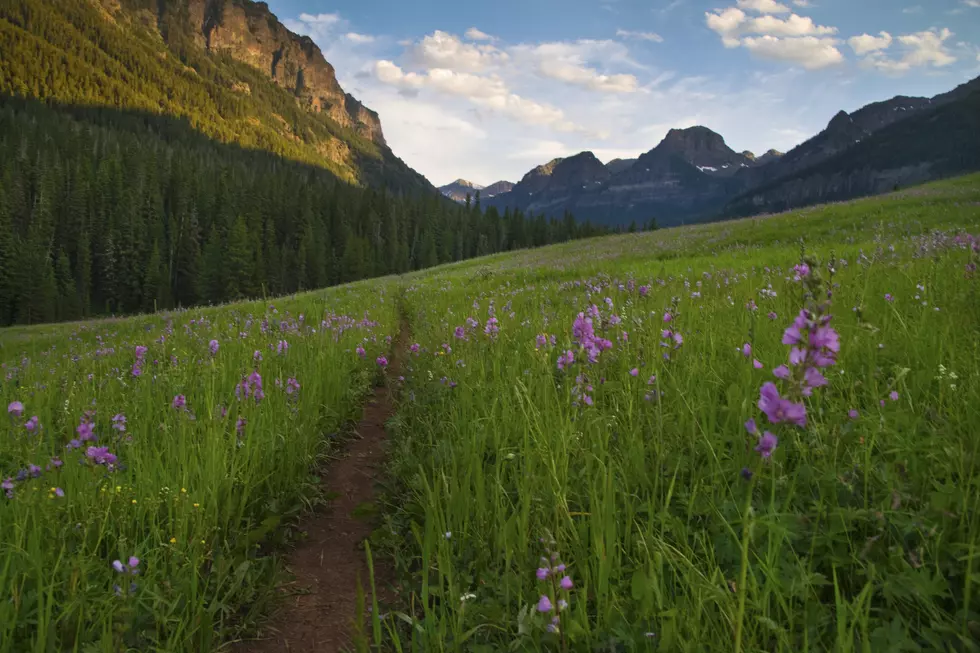 Flowers along a trail in Montana.